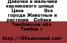 Девочки и мальчики карликового шпица  › Цена ­ 20 000 - Все города Животные и растения » Собаки   . Тамбовская обл.,Тамбов г.